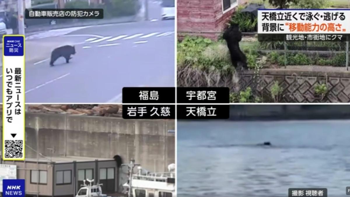 日本近日在市區常被目擊到黑熊的蹤跡。（圖／翻攝 NHK）
