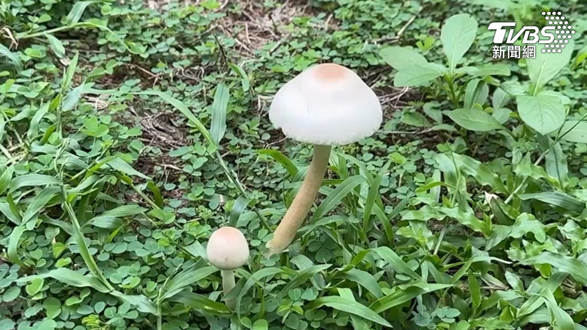 高雄鳳山區北門公園的草地區，因為連日大雨，突然長出許多菇類，高雄變成另類「菇島」（圖／TVBS）