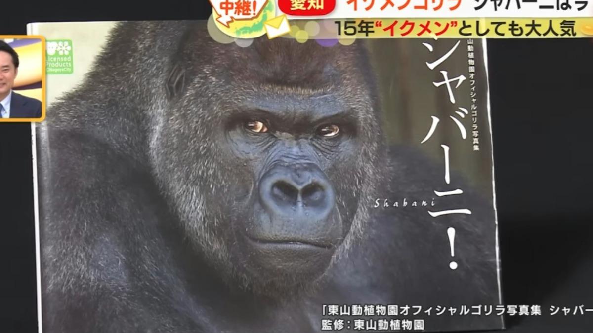 清正的父親夏巴尼也是因外貌出名的動物明星。　（圖／翻攝自香港01）
