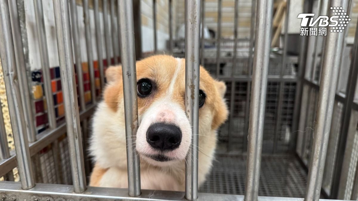 一隻獨自關在籠子裡的柯基犬格外引人注目。(圖/林雅婷攝)