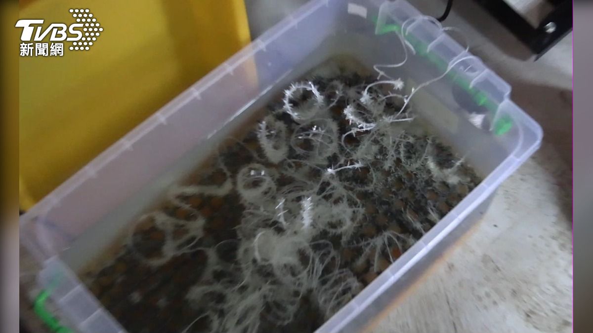 工廠查獲大量依托咪酯結晶。（圖／TVBS）