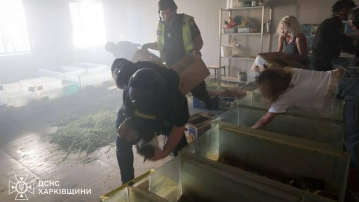 俄羅斯無人機轟動物園！數十隻兔子遭炸死　大象承受精神壓力