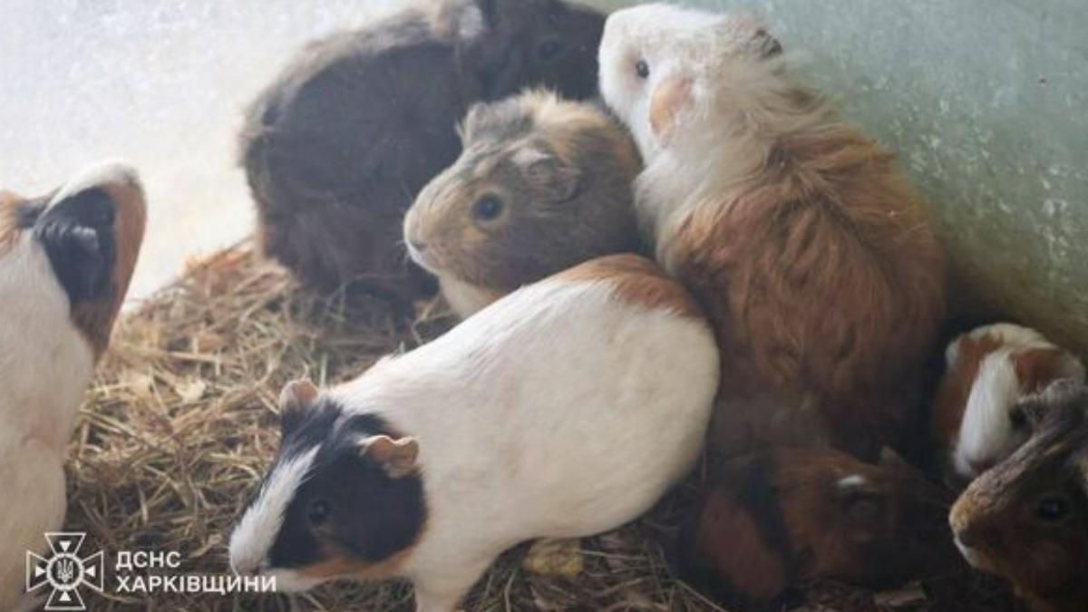 園區平時飼養著數百隻兔子、豚鼠、大老鼠和小老鼠。（圖／翻攝自Головне управління ДСНС України у Харківській області﻿）