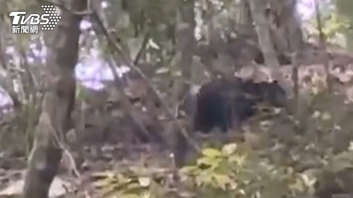 中橫便道驚見台灣黑熊！工程人員拍下「狂奔消失」珍貴畫面。(圖／電廠工作人員)