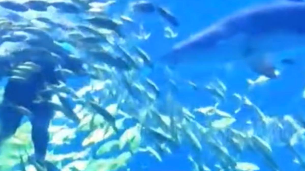 湖南長沙一名律師日前到海洋王國體驗水族館潛水活動,未料入水僅數秒鐘,便遭一條3公尺長的虎鯊猛咬頭部與臉部,整個過程被妻子全程目睹並拍攝下來。(圖/百度)