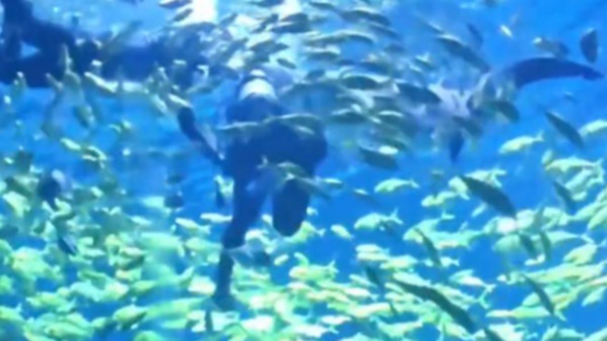 潛水遭鯊魚爆啃!陸男下水「整顆頭被撕咬」 滿臉血齒痕被拖上岸