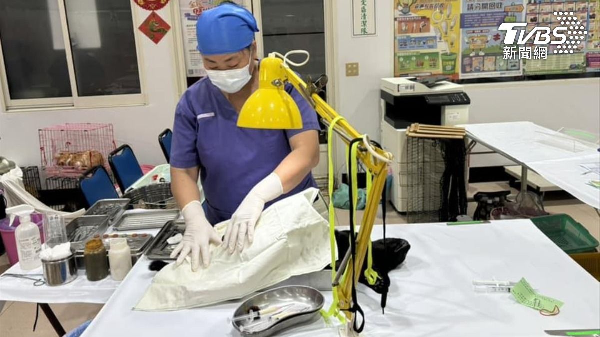 拉高絕育率才能從源頭截斷流浪動物源源不絕的速度。（圖／TVBS）