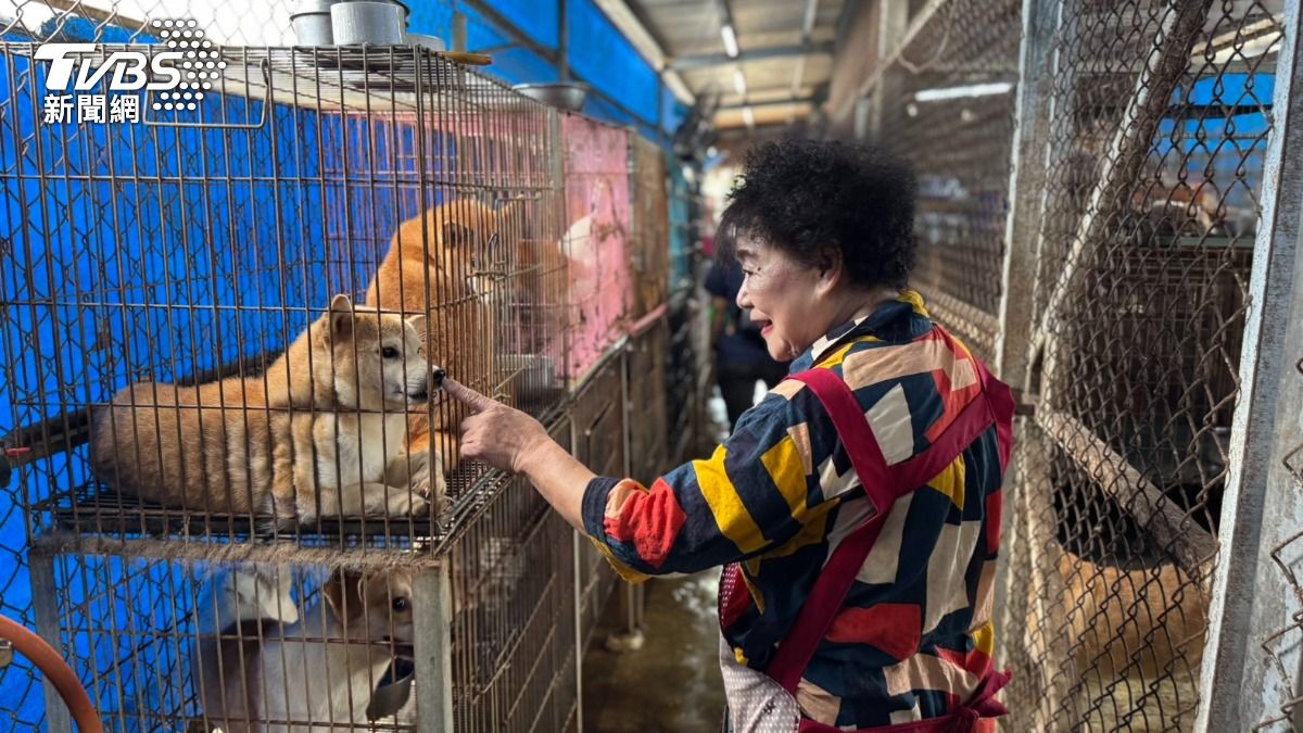民間狗園常因「噪音、氣味與違建」遭到里鄰舉發。（圖／林雅婷攝）