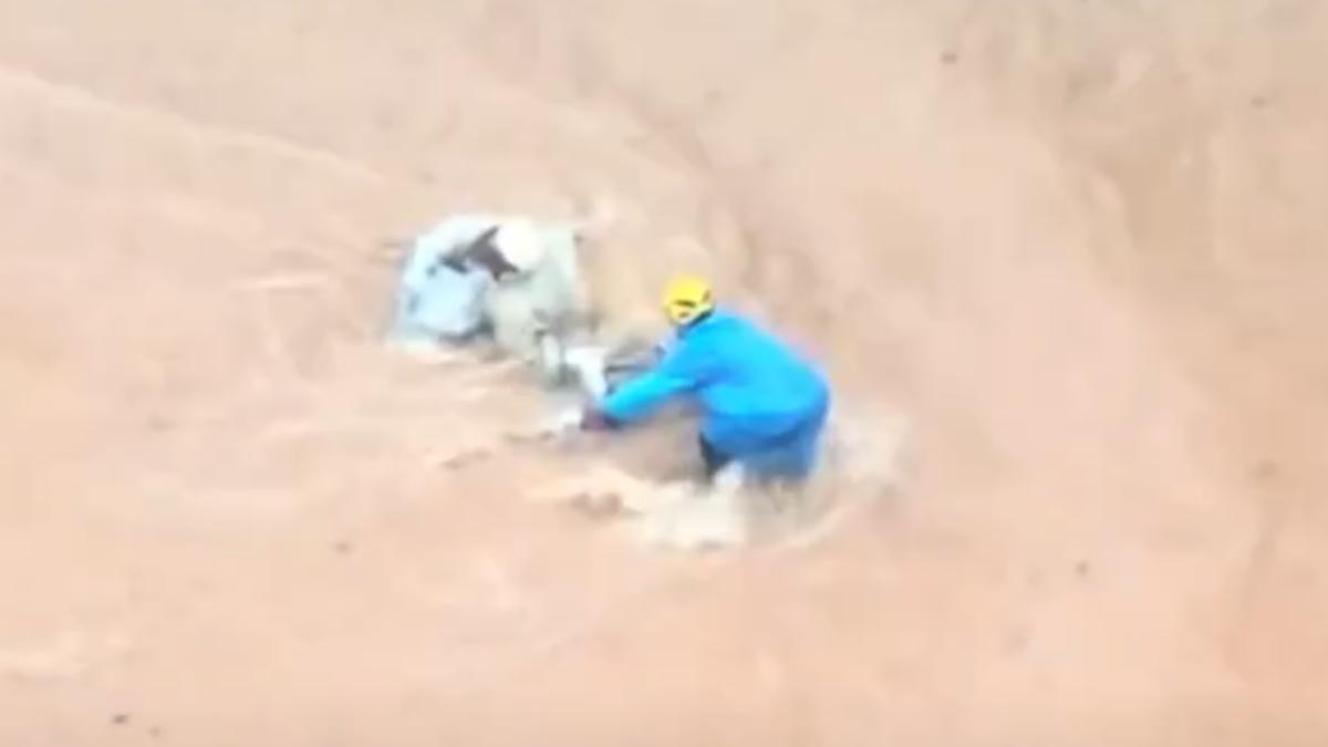 廣東暴雨農莊氾濫!2鱷魚趁機逃脫 1隻至今仍在逃