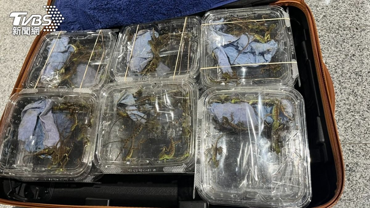 獨/300隻蜥蜴搭小三通闖關!金門岸巡邊境沒查到 3天來回3趟