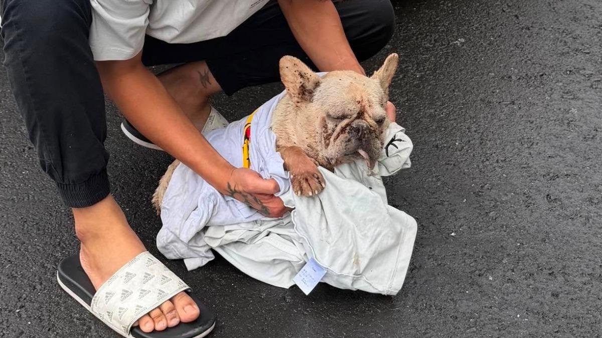 名為「貝果」的法國鬥牛犬疑遭飼主長期不當對待（圖／民眾鄭先生提供）