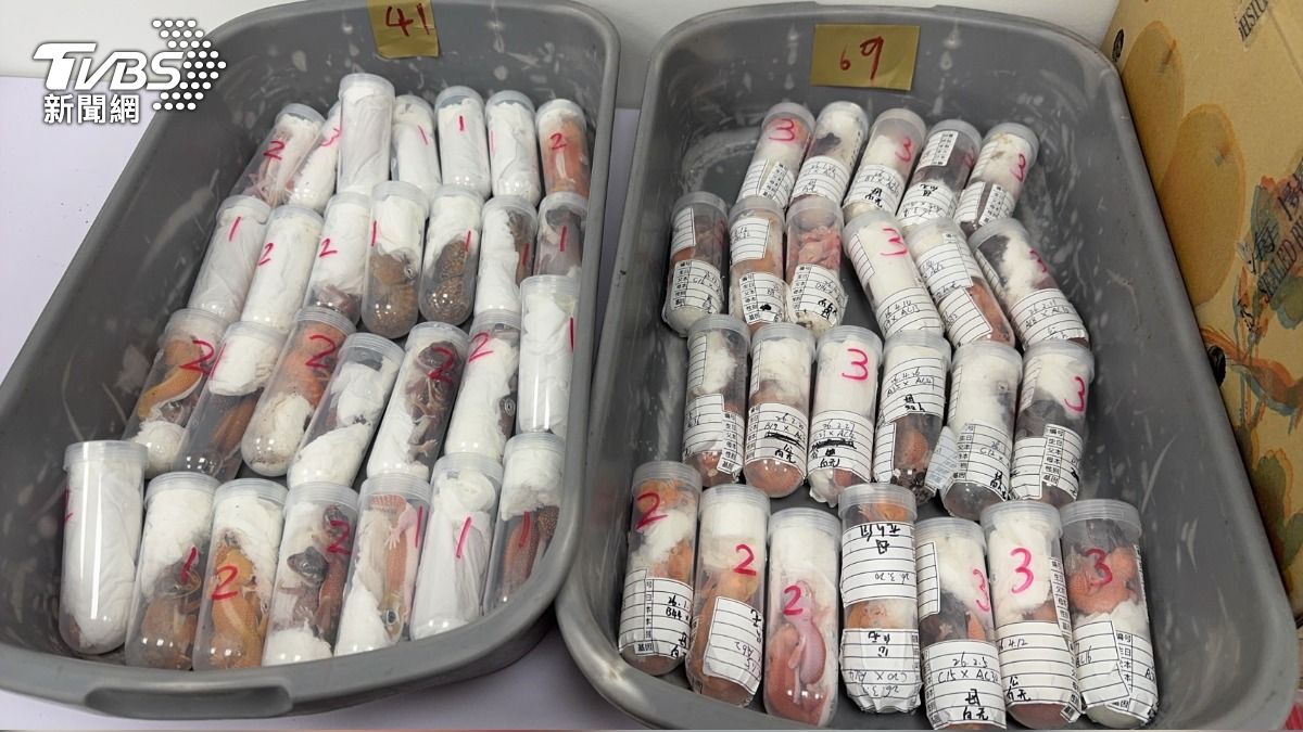 暴利驚人!小三通又有活體走私 304隻守宮、爬蟲塞爆行李