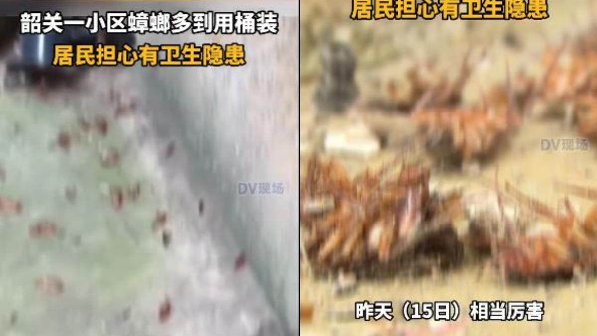 得用桶裝!廣東社區驚現「蟑螂海」 居民崩潰:爬到身上了