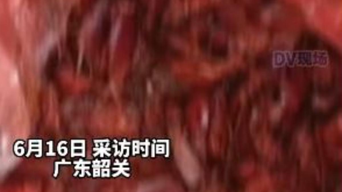 疑似袋子或垃圾桶的容器內,裝滿持續蠕動的蟑螂。(圖/翻攝微博@新浪湖北)
