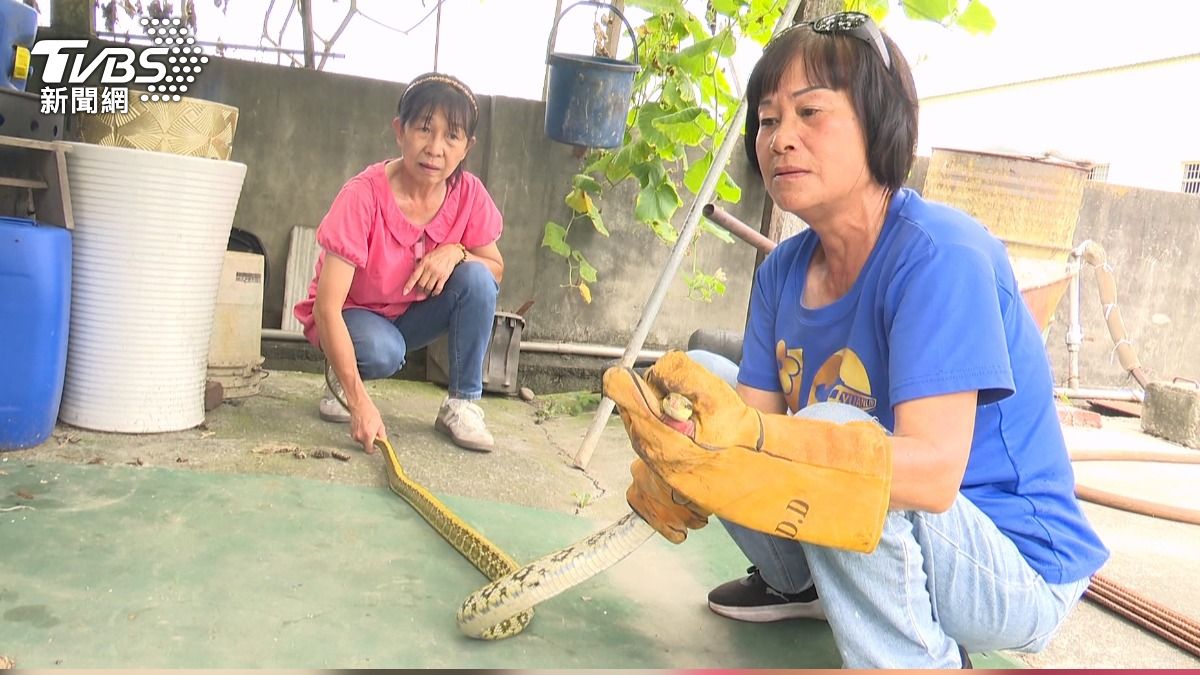 端午蛇出沒！民宅驚見「比人高巨蛇」　專家：敵不動我不動。(圖／TVBS)