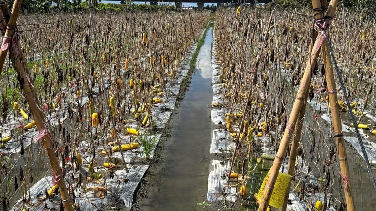 全部爛掉!豪雨炸屏東「農損逾4000萬」 政府籲APP通報