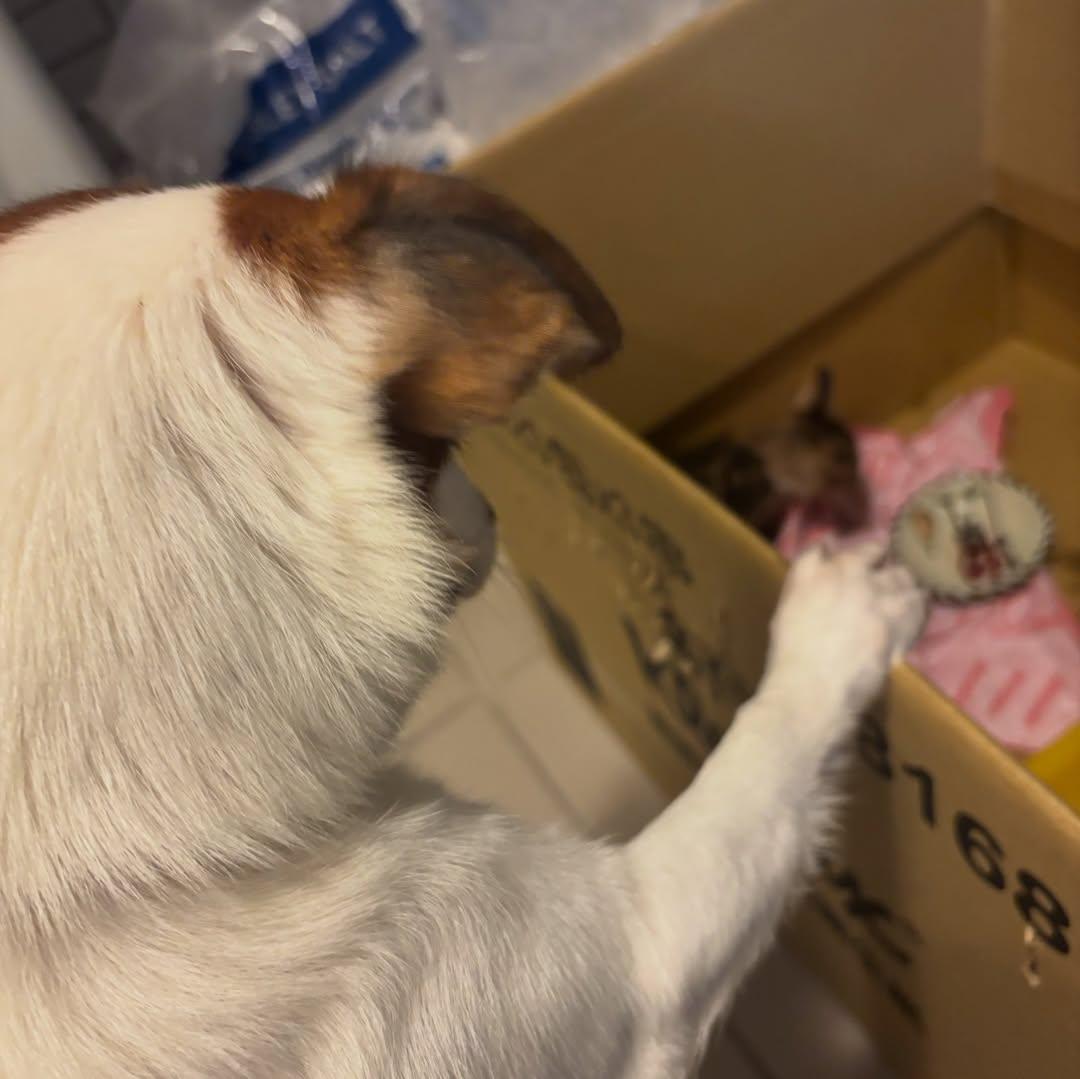 洋蔥的愛犬「阿弟」。(圖/翻攝自IG@911_onion)