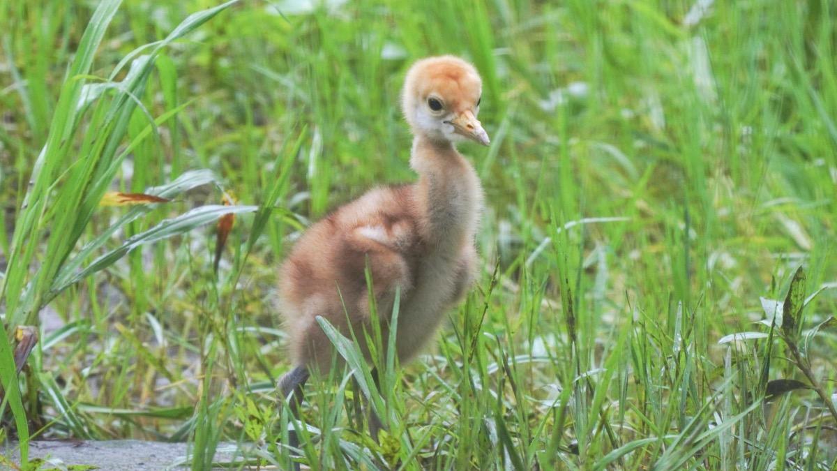 丹頂鶴睽違四年成功繁殖寶寶。（圖／動物園提供）
