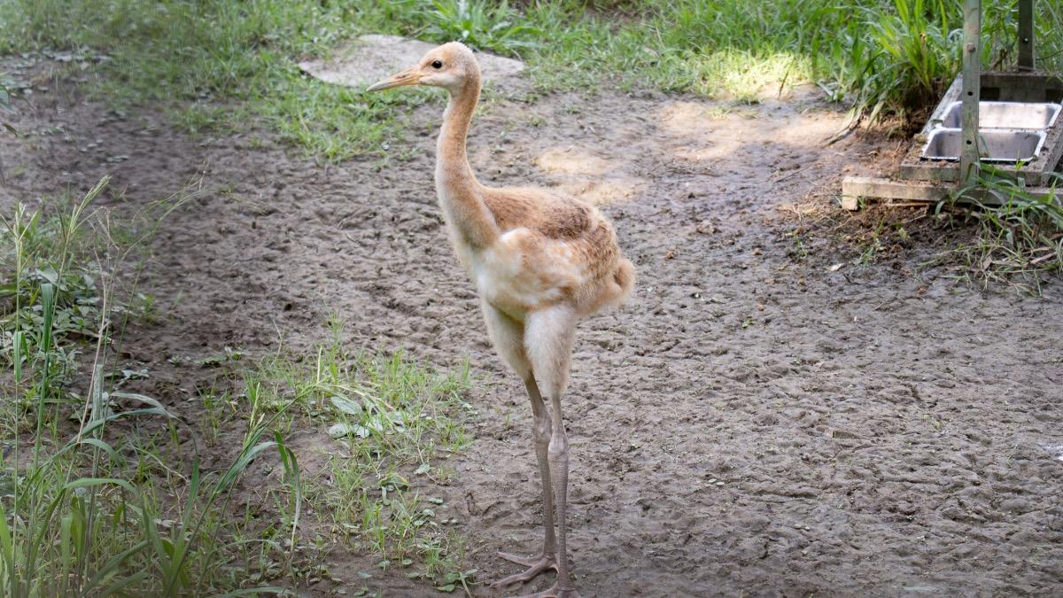 丹頂鶴寶寶。(圖/動物園提供)