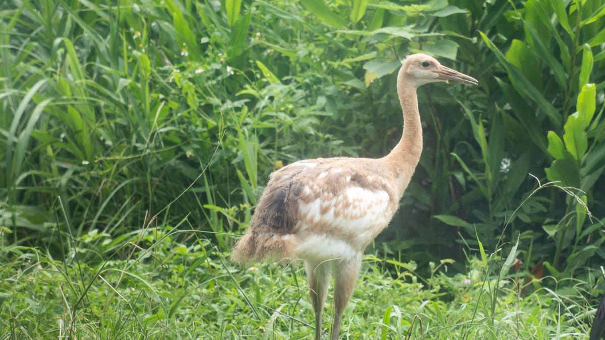 丹頂鶴寶寶。(圖/動物園提供)