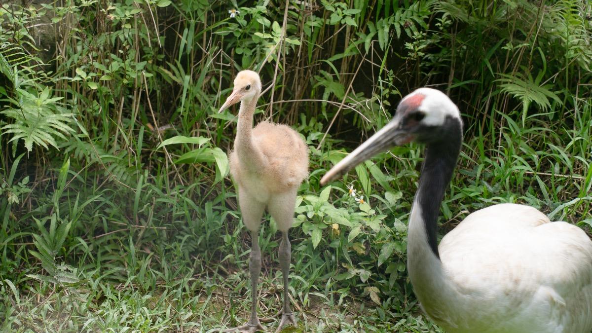 丹頂鶴睽違四年成功繁殖寶寶。(圖/動物園提供)