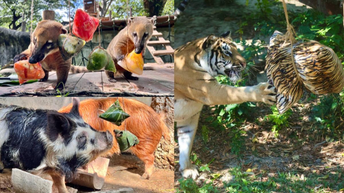 端午加菜!壽山動物園特製「動物粽」 黑熊、老虎狂啃萌翻遊客