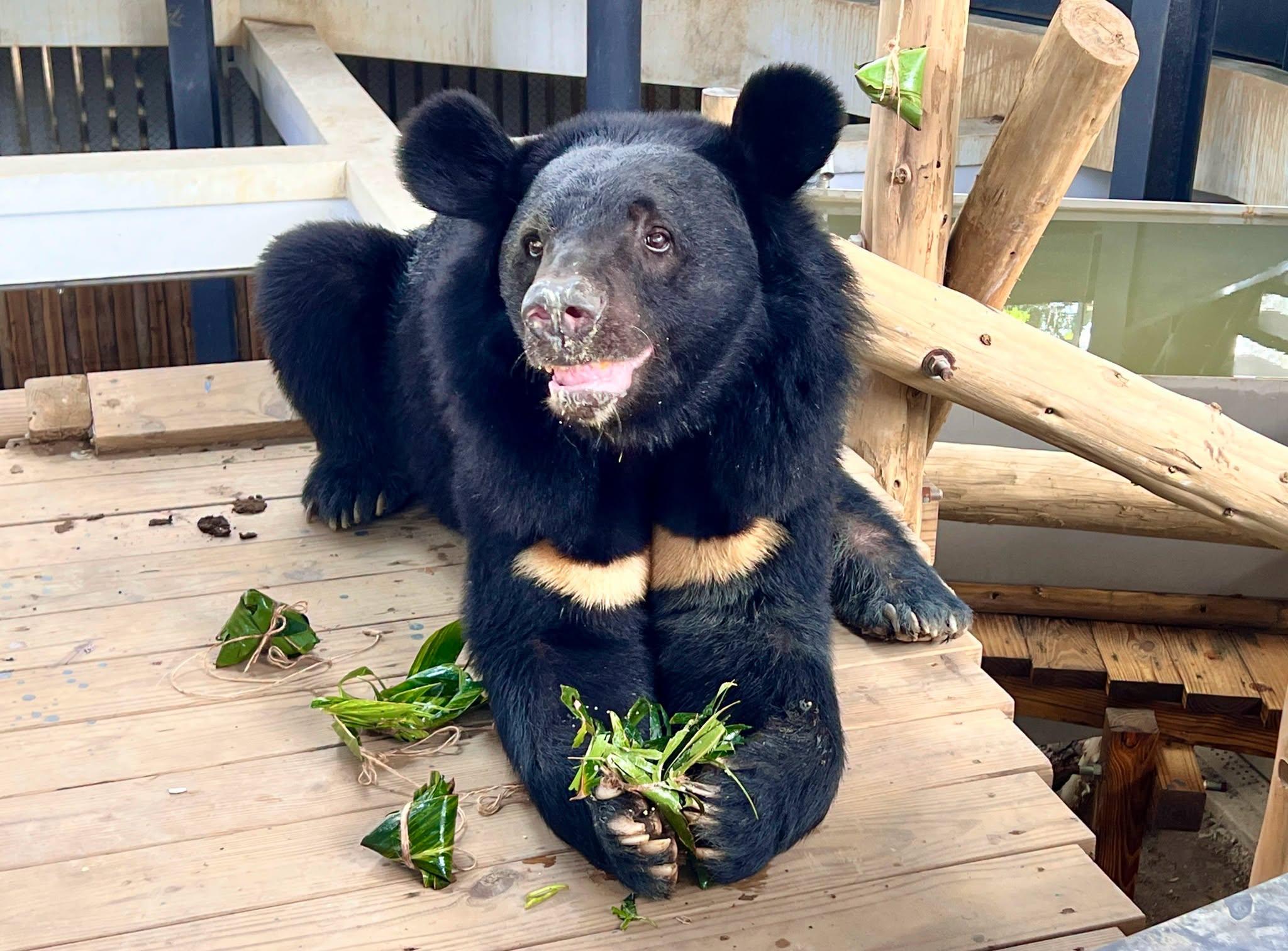 保育員依據不同動物的習性量身打造專屬粽子。（圖／翻攝自壽山動物園臉書﻿）