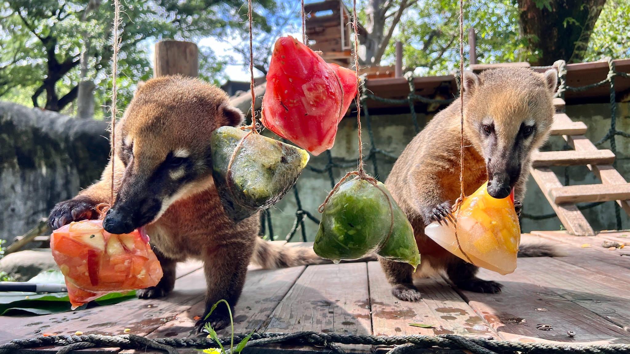 長鼻浣熊則享用色彩繽紛的五彩冰粽。（圖／翻攝自壽山動物園臉書﻿）