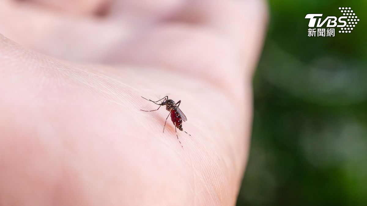 夏季到來，不少人開始深受「蚊子叮」所苦。（示意圖／達志影像shutterstock）