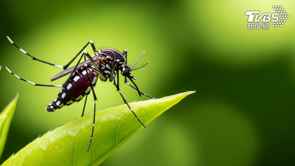 夏季到來，不少人開始深受「蚊子叮」所苦。（示意圖／達志影像shutterstock）