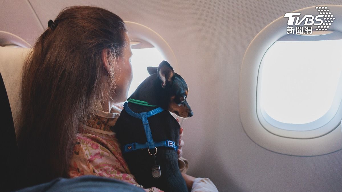 中國大陸有不少航空公司推出讓寵物可以進入飛機客艙的服務，搶攻商機。（示意圖／shutterstock達志影像） 