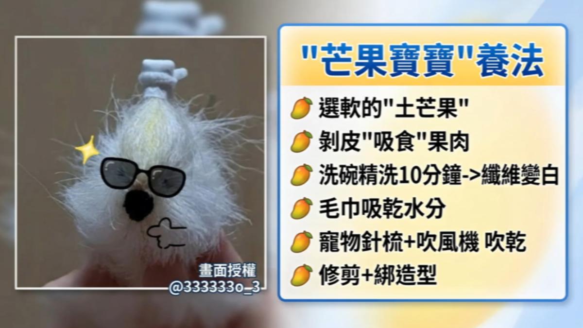 養芒果核爆紅。(圖/TVBS)