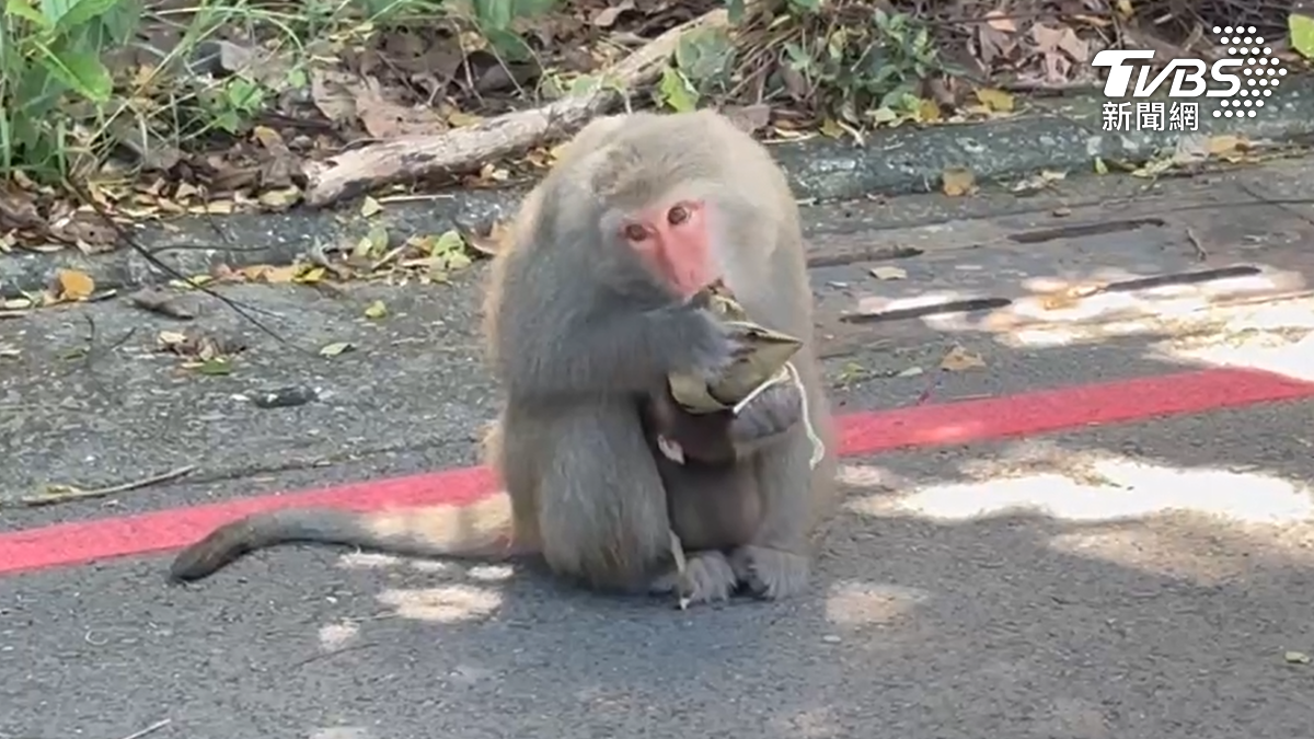 端午連假期間,高雄壽山動物園周邊出現獼猴吃肉粽的特殊景象,引發民眾圍觀。(圖/TVBS)