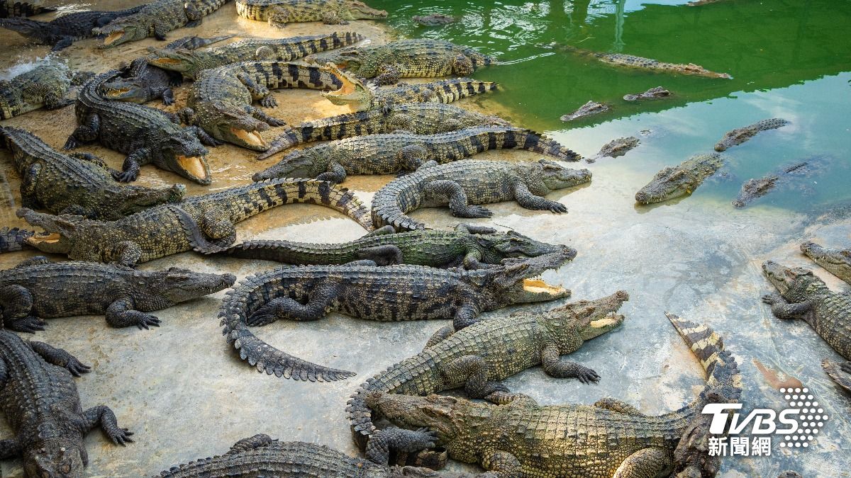 英國一家動物園發生驚悚事件，3歲男童慘遭30歲陌生男子「扔進鱷魚池」。（示意圖，與此案無關／達志影像 shutterstock）