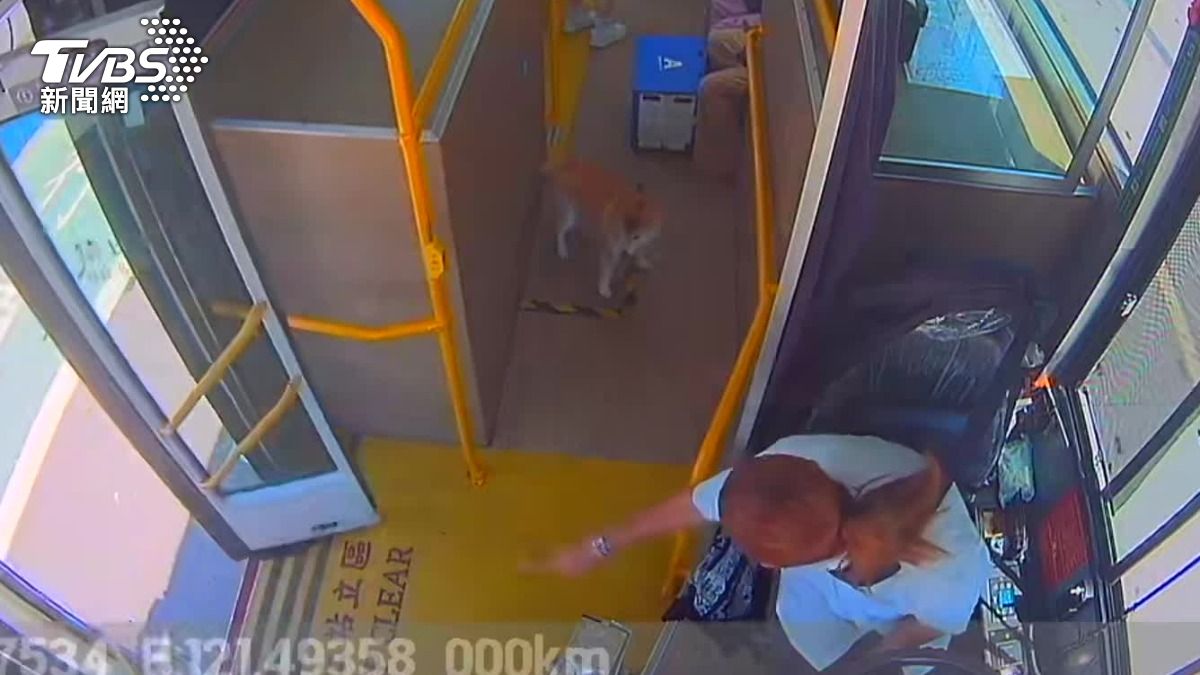 一隻柴犬跟著乘客排隊上公車。(圖/TVBS)