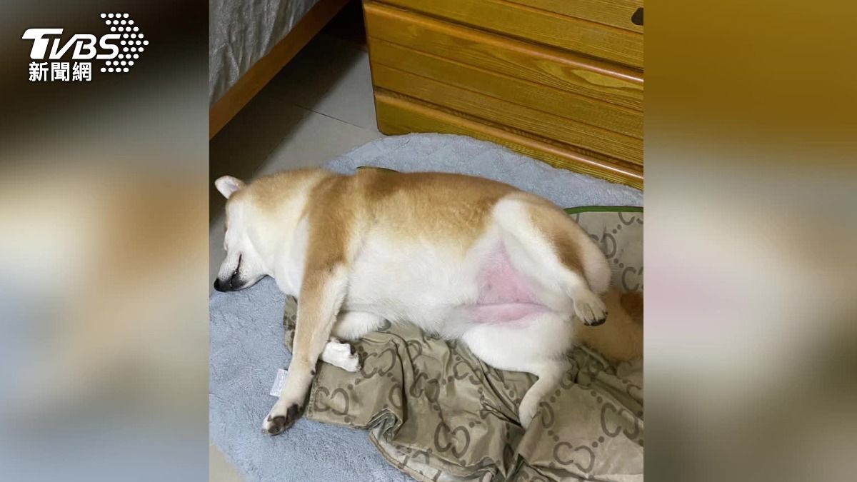 飼主找了一個多小時,後來在臉書看到網友發文協尋,這才順利找回狗狗。(圖/TVBS)