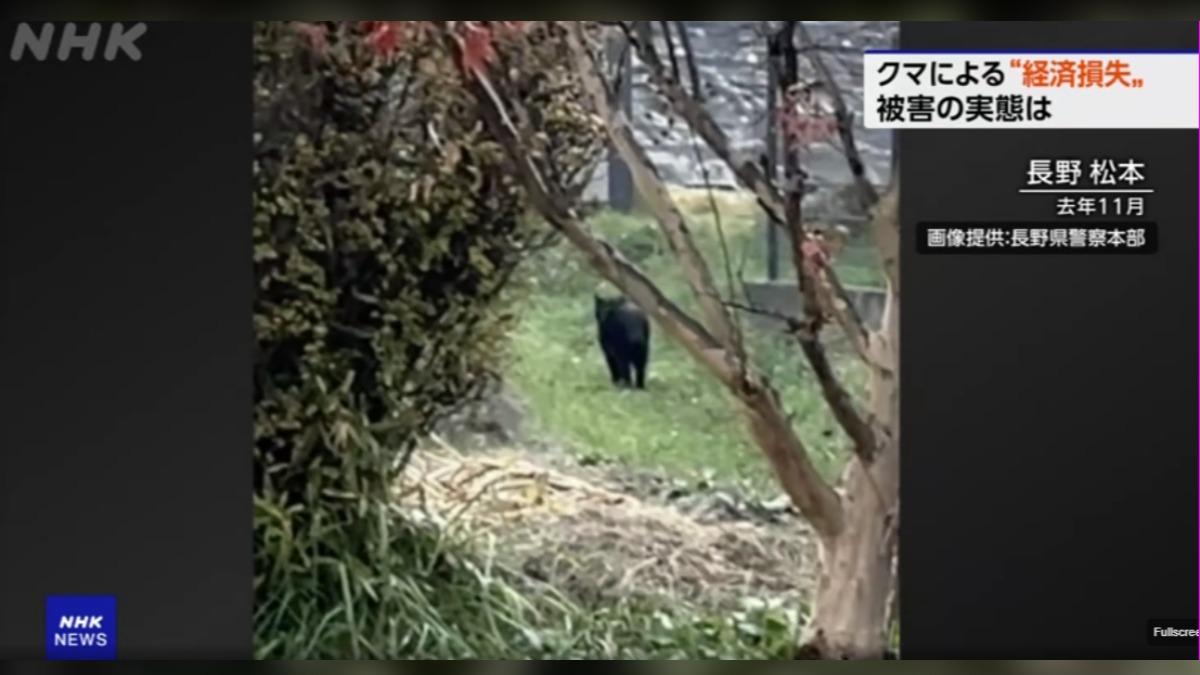 日本觀光產業因熊出沒出現經濟損失，產業公司推「熊入侵保險」。（圖／翻攝 NHK）