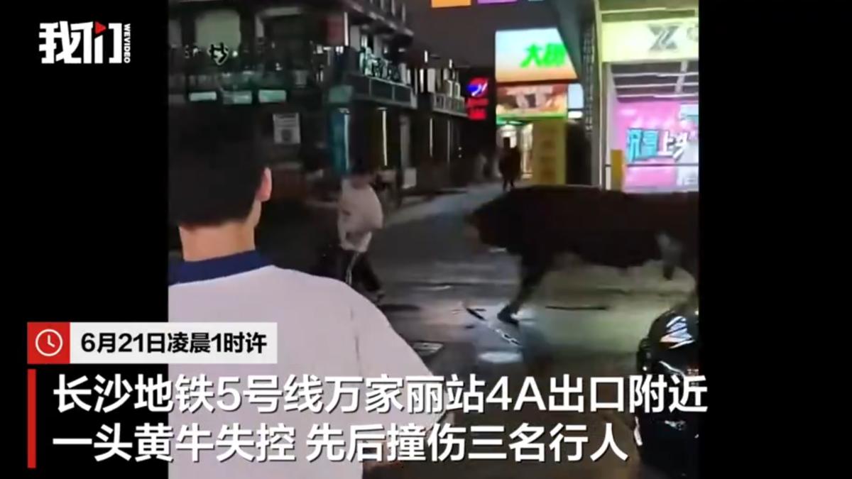 大陸湖南長江市一隻黃牛失控狂奔衝撞3名路人。(圖/翻攝 新京報)