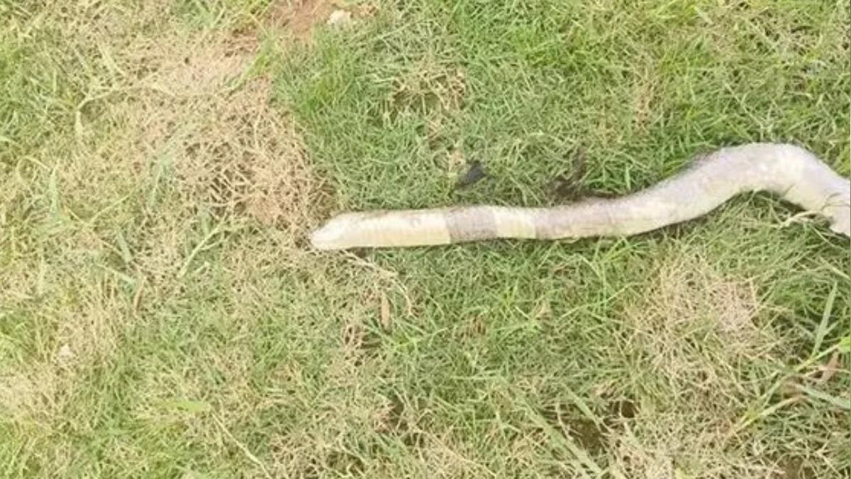 咬傷黃姓男子的是一條長達1公尺的眼鏡蛇。(圖/翻攝自@極目新聞 微博)