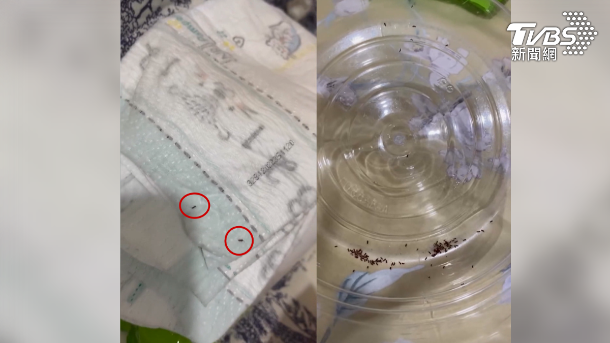 嘉義縣溪口鄉一家碾米廠遭附近住戶控訴,每逢收稻期間便有大量米蟲入侵住家,從窗檯、床鋪到棉被無一倖免(圖/民眾提供)