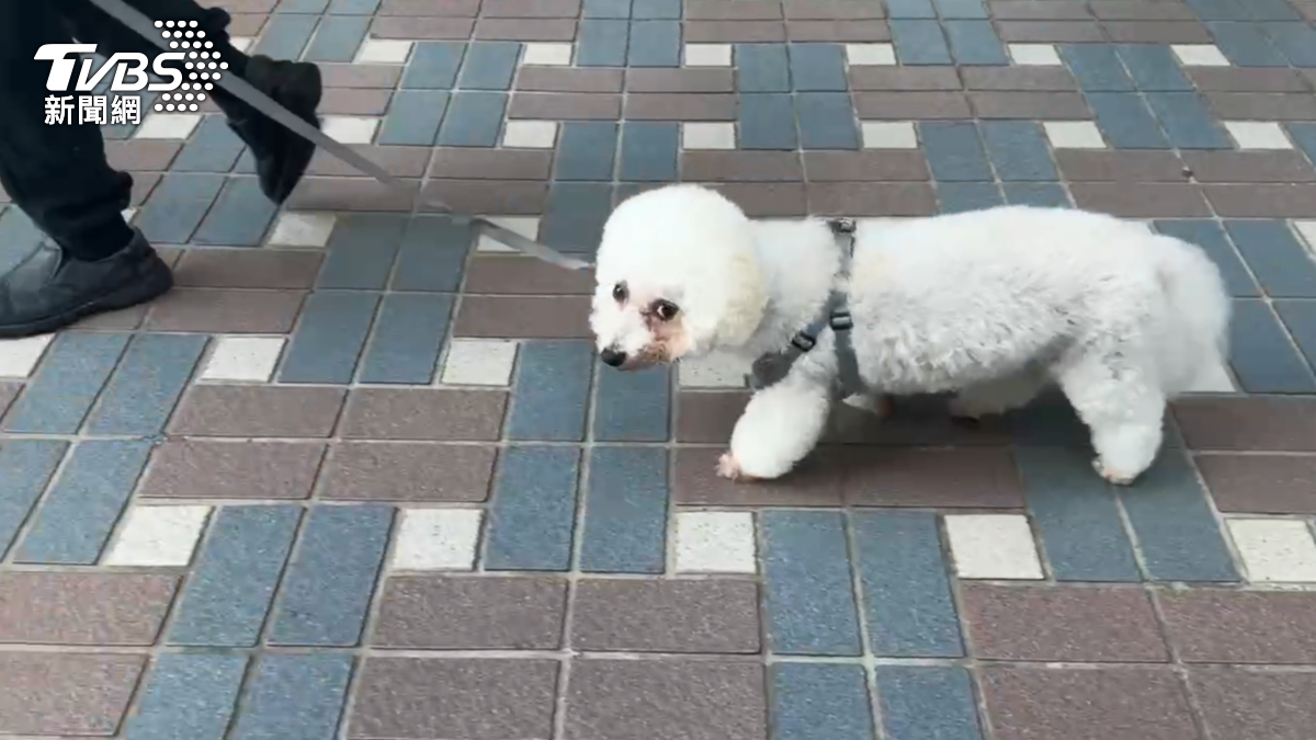 飼主透露,球球(比熊犬)原本是流浪狗,生性膽小且特別害怕雨傘,當時鄰居的舉動讓牠受到驚嚇。(圖/TVBS)
