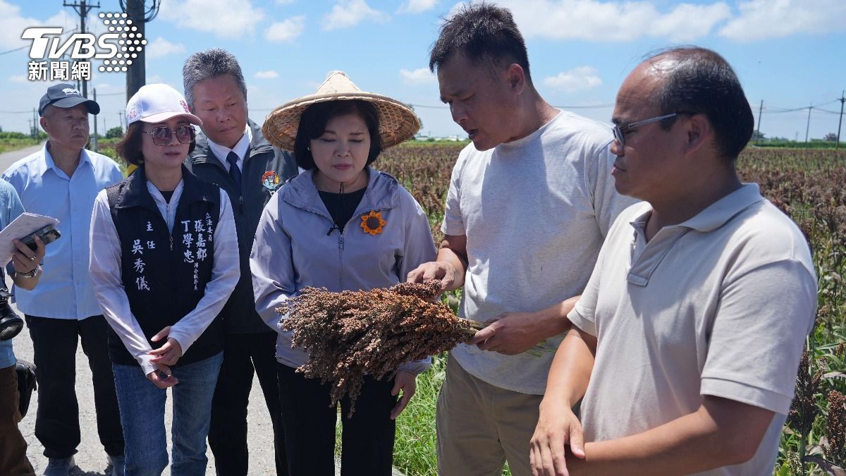 高粱穗上發芽,不符契作收購標準,農民整季心血幾乎付諸流水。(圖/TVBS)