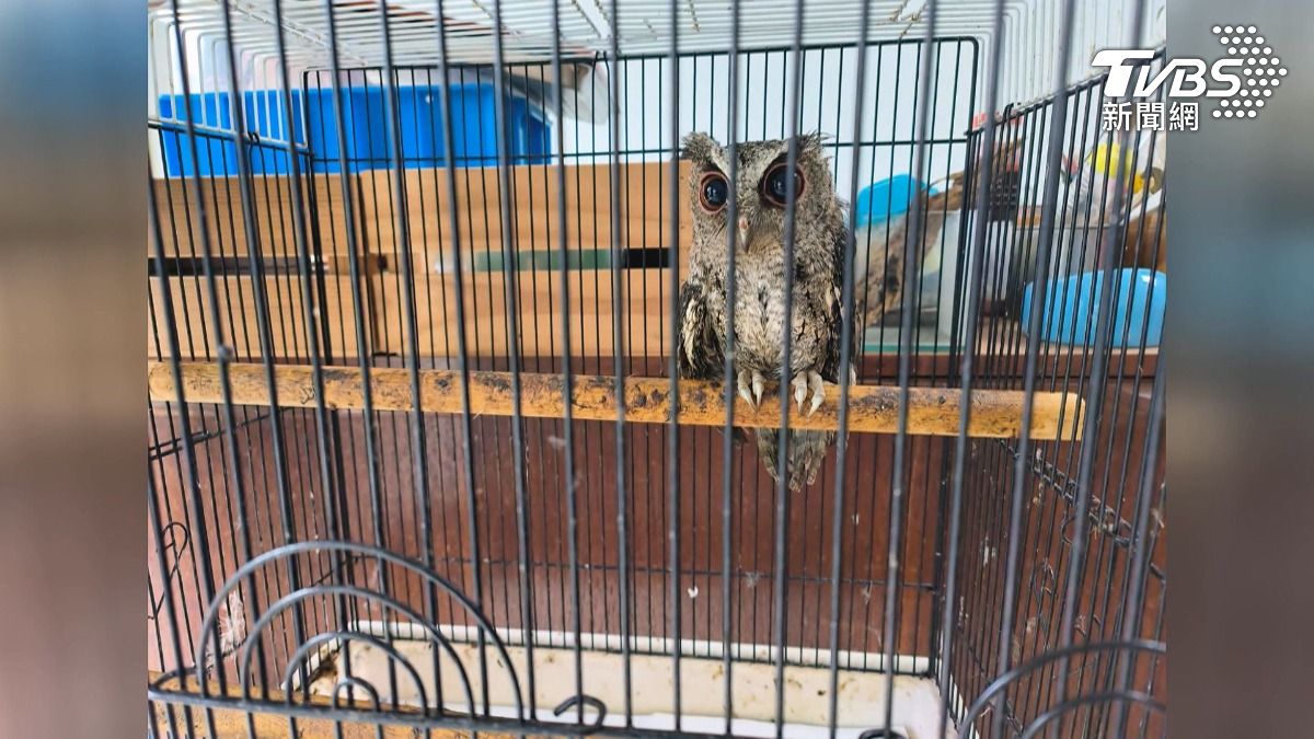 臉書炫耀抓貓頭鷹!警破門驚見「私人動物園」 78歲翁下場慘。(圖/TVBS)