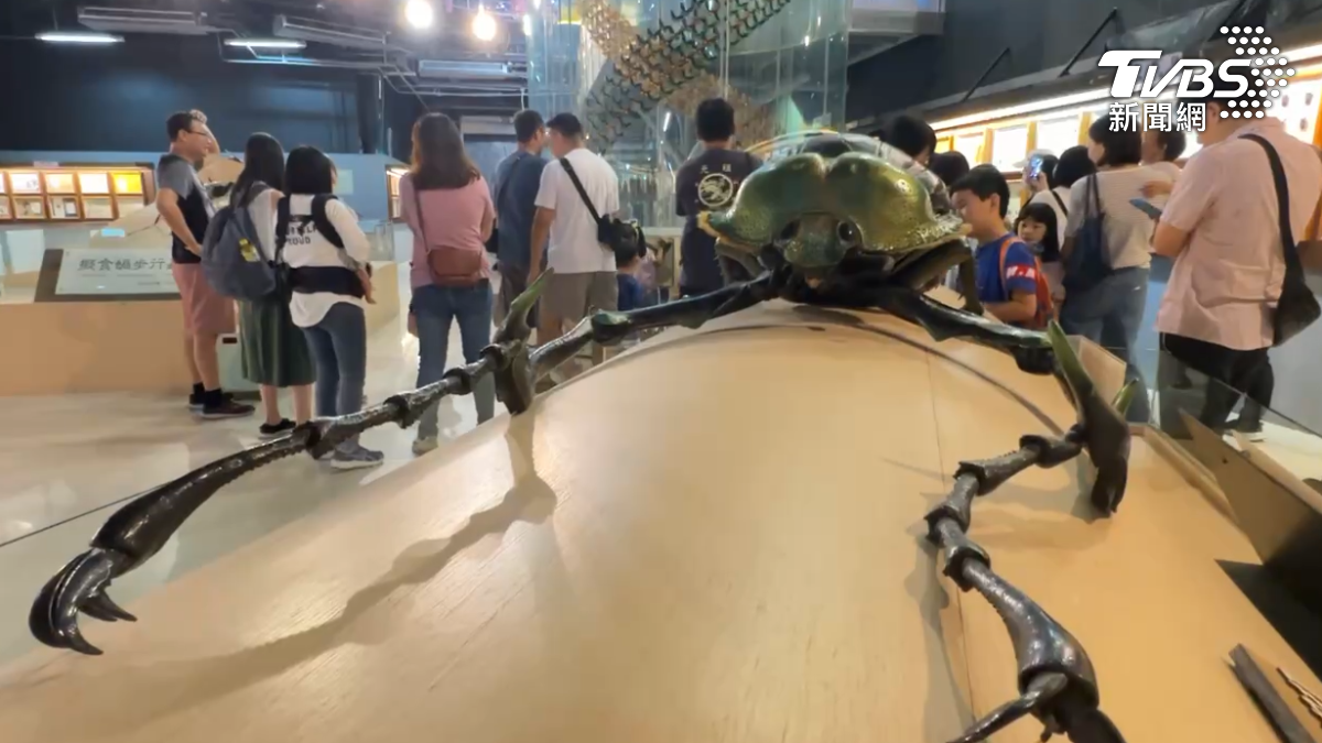 嘉義的嘉大昆蟲館工作人員則採用制式化廣播方式,並協尋走失孩童,描述孩童年齡、身高、穿著什麼顏色的衣服等外觀特徵(圖/TVBS)