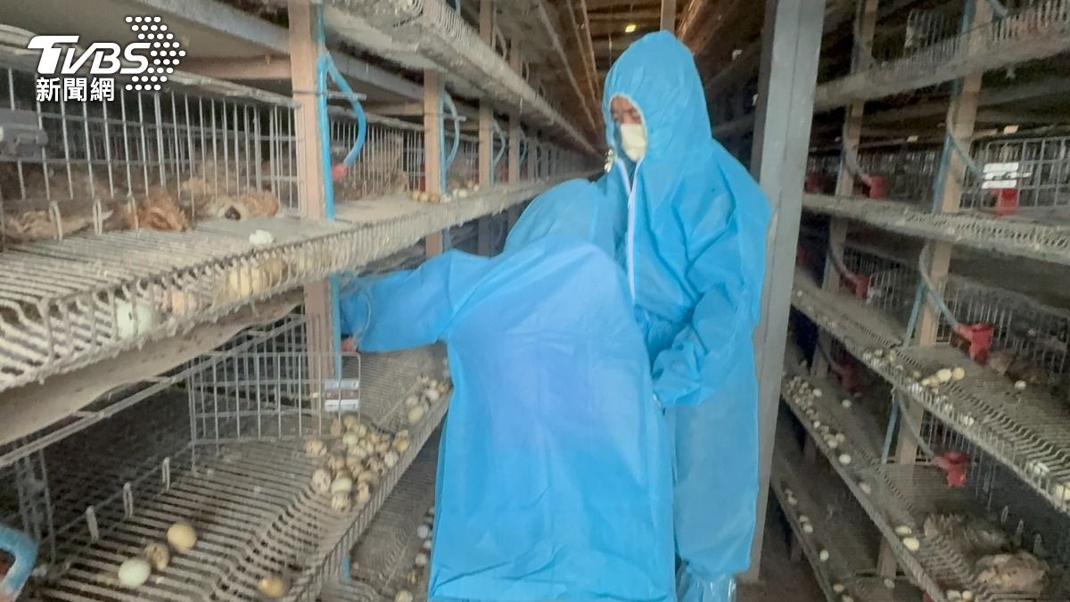 豪雨、高溫夾擊？彰化鵪鶉場染禽流感　10萬隻全數撲殺