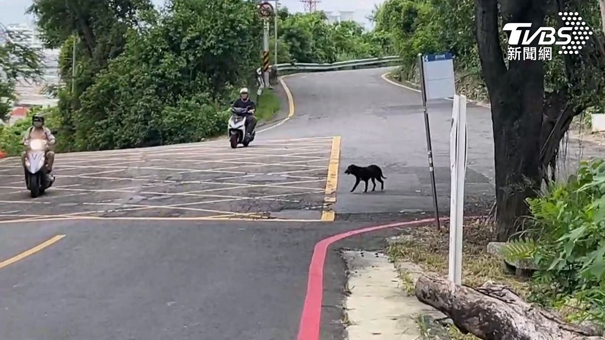 實際直擊通往壽山動物園的萬壽路,沿途仍能看見流浪犬的蹤影。(圖/TVBS)