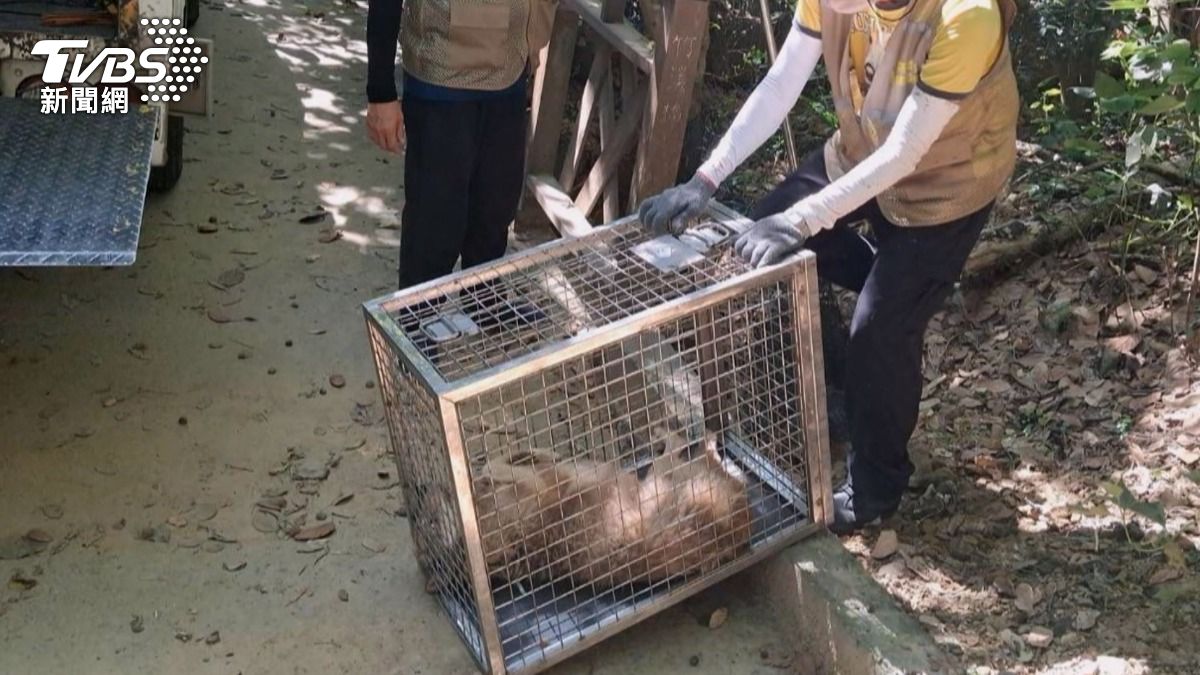 動保處獲報後前往捕捉,同時強調已持續派員巡查,將捕捉移除有攻擊性的犬隻。(圖/TVBS)