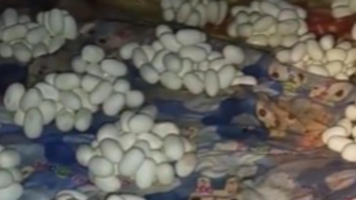 外地工作半年!陸男返家驚見「滿屋子蛇蛋」 頭皮發麻畫面曝