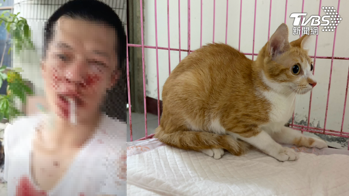 台南永康男虐貓拍片!網友號召私刑「打到七孔流血」