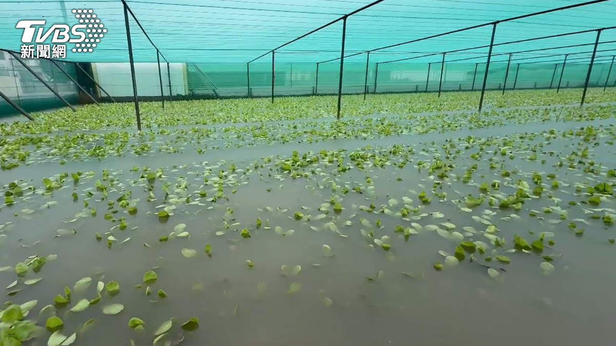 雨彈狂炸雲林！西螺6hrs飆200毫米　「作物泡水」農民心碎